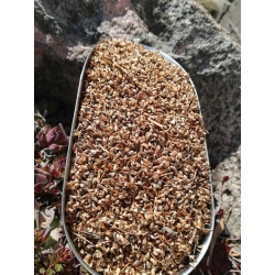 Łuska babki płesznik